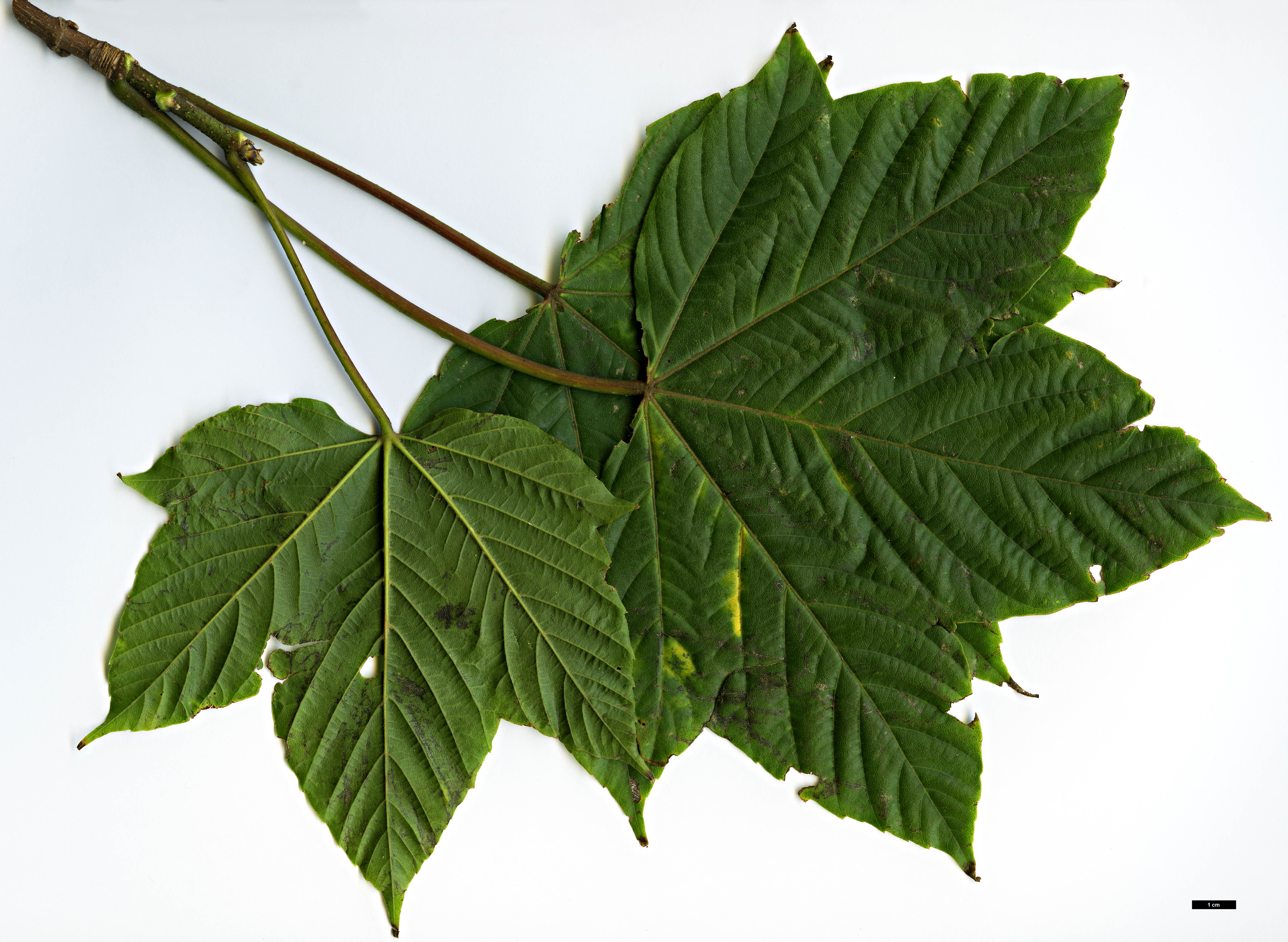 High resolution image: Family: Sapindaceae - Genus: Acer - Taxon: sterculiaceum - SpeciesSub: subsp. sterculiaceum